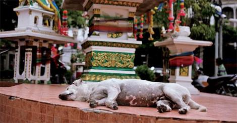 » 방콕 거리에서 흔히 볼 수 있는 작은 불교 ‘신전’ 앞에서 개가 잠을 자고 있다. 살생을 금한 불교가 삶의 전반에 파고든 타이에서는 개나 동물에 대한 거부감이 덜하다는 분석도 나온다. 그럼에도 연간 20만 마리의 개가 온갖 학대 속에 베트남 시장으로 불법 밀수출되거나, 통계가 뒷받침하는 ‘보호받지 못한’ 개의 삶이 또 다른 모습으로 존재한다. (Photo © Lee Yu Kyung) 