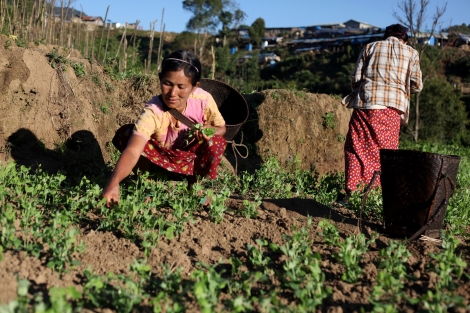 Kachin IDPs harvest vegetables in organic farm near Nkhong Pa camp. BRIDGE, the Kachin NGO based in Maijayang has initiated the farm for sustainability for IDPs. (Photo © Lee Yu Kyung)